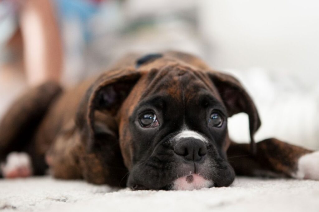 Boxer Puppies
