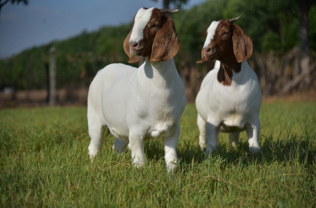 Boer Goat Breeding